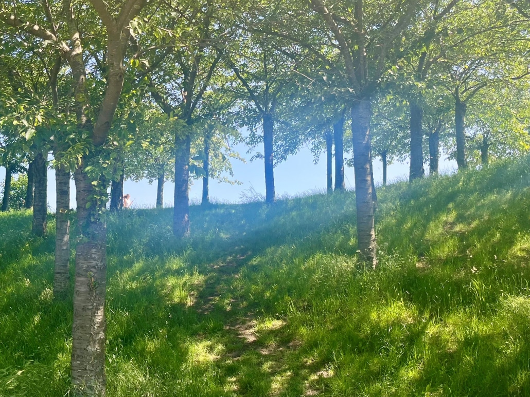 Desire paths - copenhagen